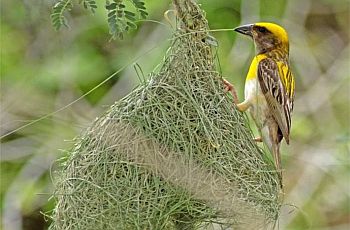 baya weaver